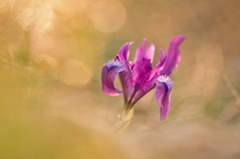 zwerg iris