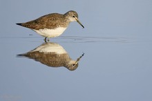 Waldwasserläufer