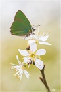 Grüner Zipfelfalter - Callophrys rubi