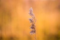 Schilf im Abendlicht