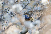 Typisch Blaukehlchen