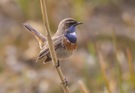 Weißsterniges Blaukehlchen