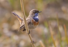 Weißsterniges Blaukehlchen