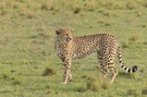 Cheetah (5)