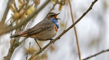 Blaukehlchen am singen