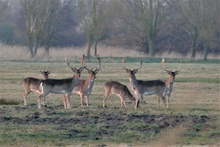 Begegnung auf dem Heimweg