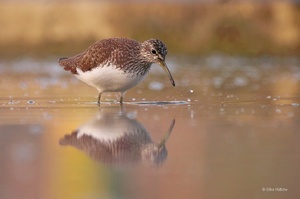 Waldwasserläufer