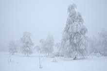 Schwarzwald