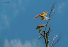 Frühling liegt in der Luft