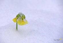 Erhobenen Hauptes ...