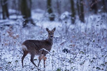 morgens im Winterwald