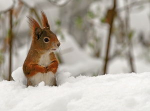 Tiefschnee