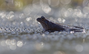 Der "Glamour-Frosch"