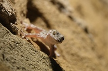 Gecko