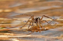 Ich gehe nicht unter