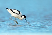 Säbelschnäbler in blau