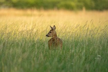 Reh im Gras bei Sonnenuntergang