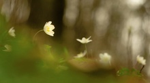 Anemone nemorosa