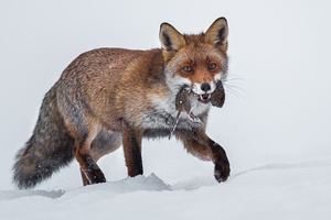 Fuchs im Schnee