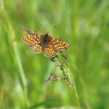 Aurinia