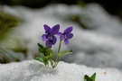 Veilchen im Schnee