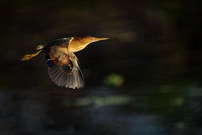 Amerikanische Zwergdommel