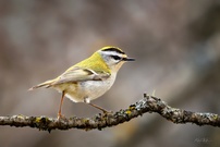 Der kleinste Europäer