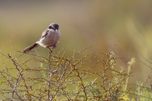 Iberienraubwürger - Lanius meridionalis