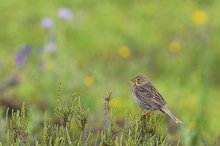 Grauammer – Emberiza calandra