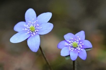 Endlich Leberblümchen!