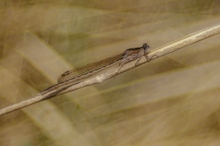 Sibirische Winterlibelle (Altglas)