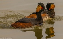 Schwarzhalstaucher im Wattenmeer