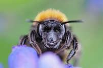 niedrige Temperaturen machen flügellahm