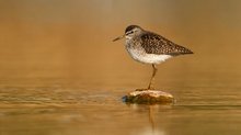 Bruchwasserläufer in der Abendsonne