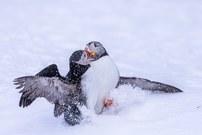 Fightin´ Puffins