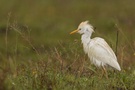 Kuhreiher – Bubulcus ibis