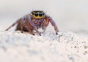 Evarcha jucunda (Weibchen)