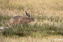 Der (Oster)Hase war da.