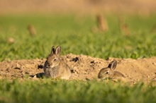 ...frohe Ostern!