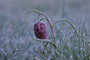 Frostiges Kiebitzei