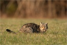 Die Katze lässt das Mausen nicht