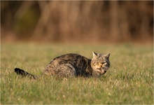 Die Katze lässt das Mausen nicht