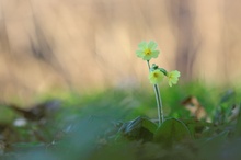 Waldschlüsselblume