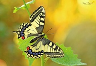 Schwalbenschwanz ...