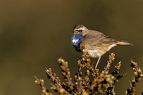Morgendlied Blaukehlchen