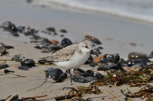 Ein Sanderling auf Nahrungssuche