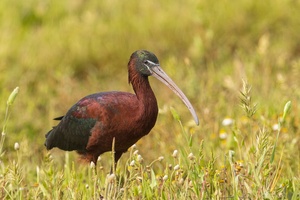 Brauner Sichler – Plegadis falcinellus