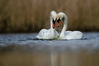 Schwanenpaar