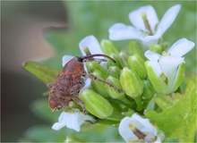 Eichelbohrer (Curculio glandium)