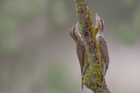 Wendehals bei der Balz